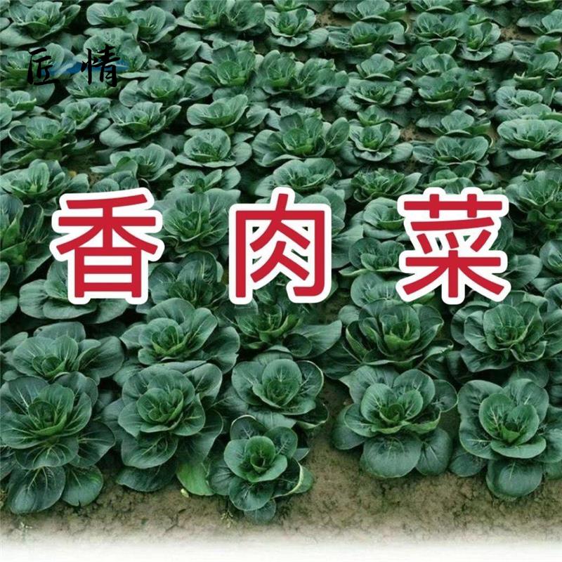 新品种北京香肉菜原装35天可采收耐寒耐热春秋四季农家小青菜蔬菜