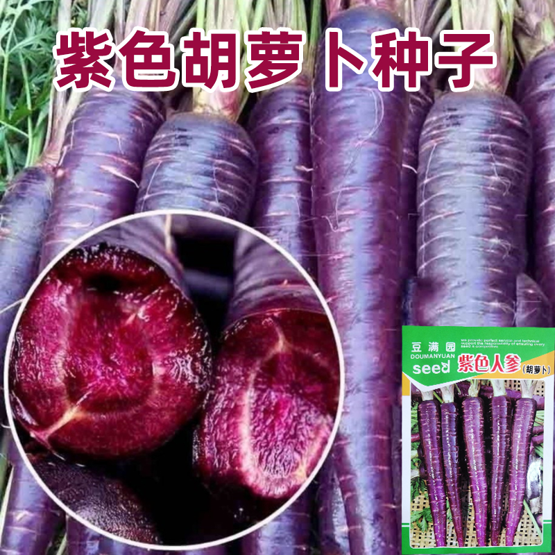 紫色胡萝卜种子孑紫黑色水果胡罗卜菜籽庭院阳台盆栽四季蔬菜种籽