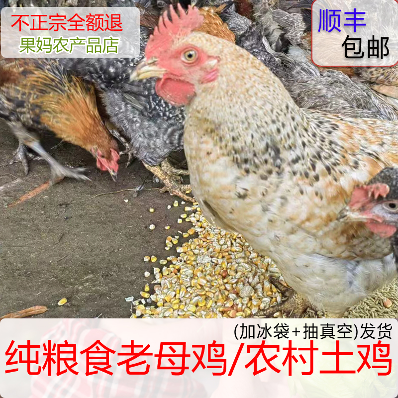 农家散养土鸡正宗土鸡2年老母鸡草鸡柴鸡孕妇月子鸡走地鸡粮食鸡