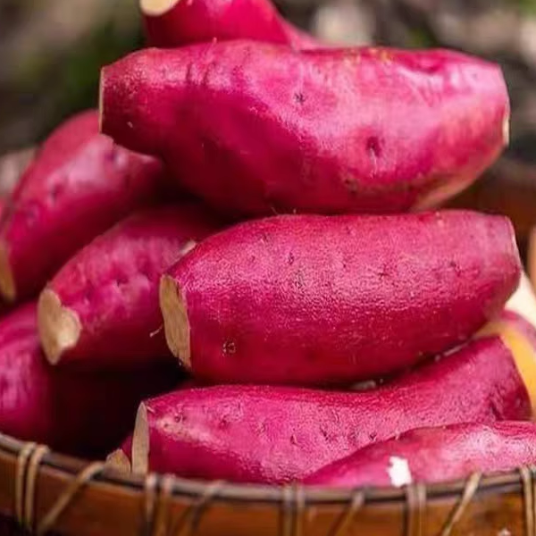 红薯新鲜农家种植江西番薯烤地瓜沙地蜜薯红心小香薯软糯香甜无丝
