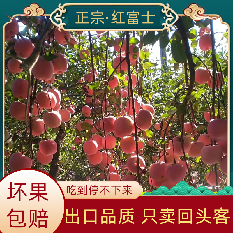 正宗陕西延安洛川苹果红苹果红富士脆甜冰糖心新鲜水果10斤原产地