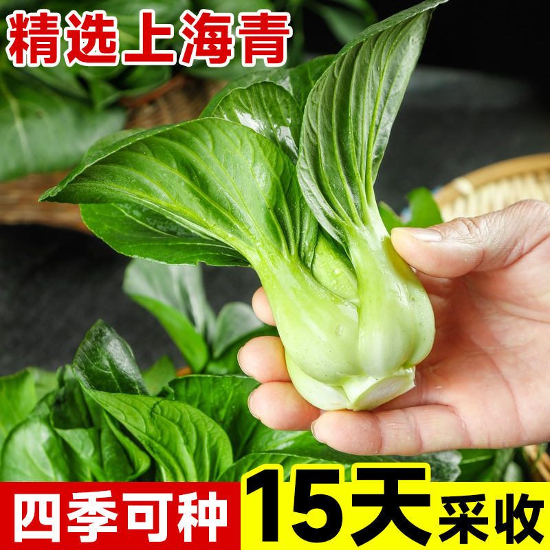 上海青菜种子籽孑大全四季鸡毛菜耐寒蔬菜矮脚黑叶苏州青原装正品