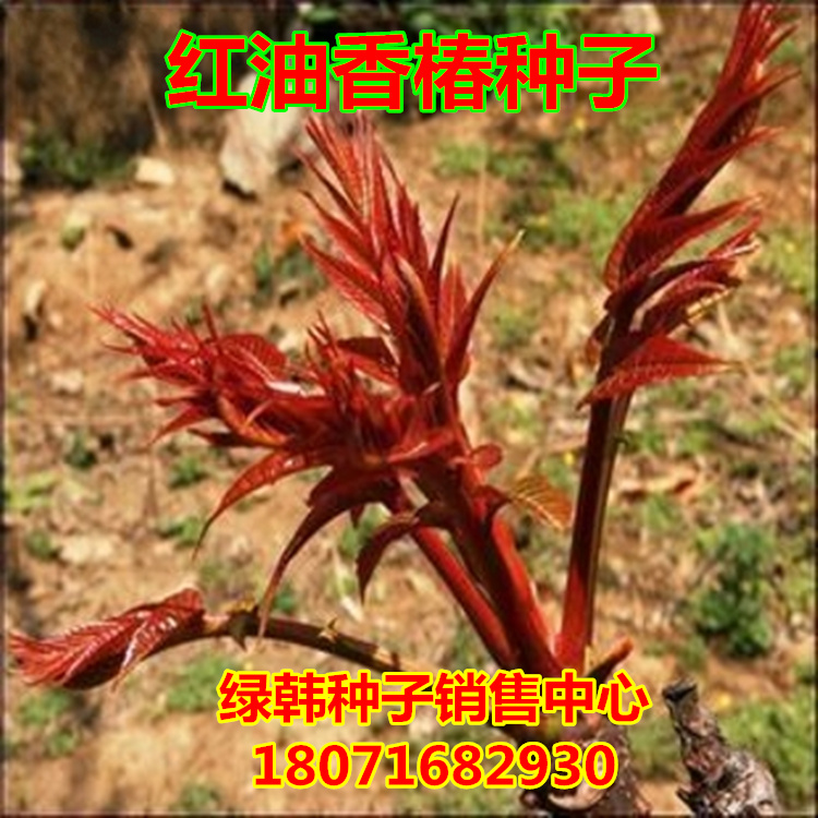 新采香椿种子红油香椿种子 多年生香椿种子 香椿树种子香椿芽种子