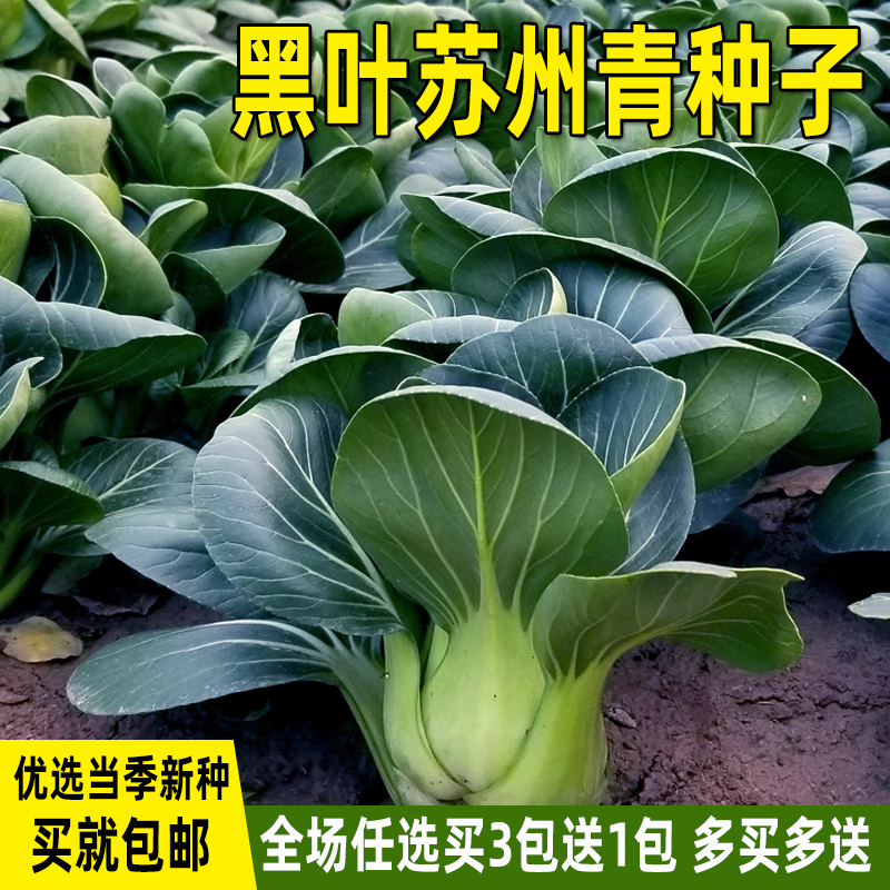 黑叶苏州青种子青梗菜矮脚上海青油菜黑大头菜种籽四季蔬菜种子孑