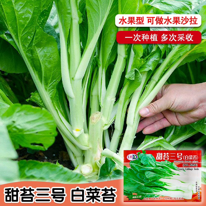 白菜苔菜种籽四季广东菜心白菜苔苗农家新鲜青菜蔬菜种子孑籽种农