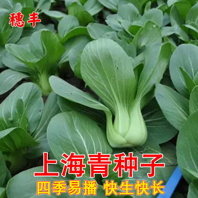 上海青菜籽四季播种蔬菜种子耐热耐湿小青菜种孑盆栽农家菜籽包邮