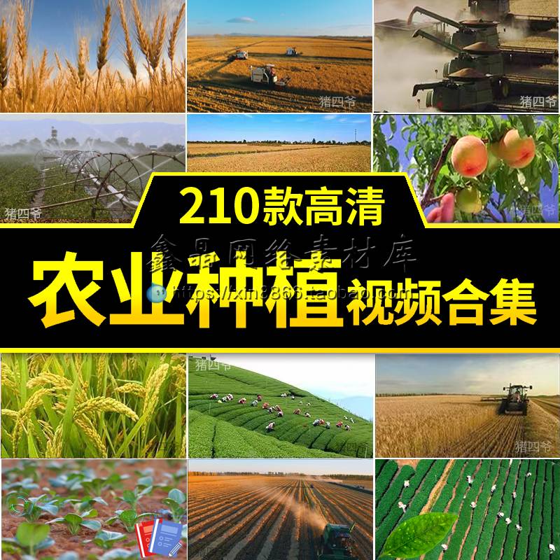 农业水稻小麦丰收农民笑脸蔬菜水果种植自媒体剪辑短视频背景素材