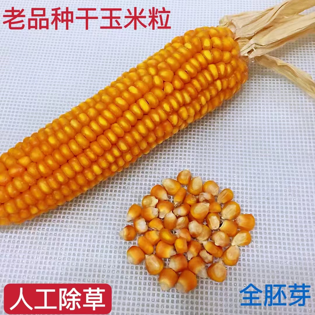 2023年新东北小粒红黄老品种纯硬质干玉米粒 食用苞米粒