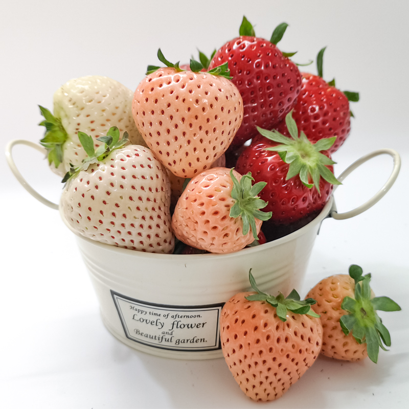 四季草莓苗天使ae白草莓苗穴盘苗牛奶奶油草莓苗盆栽子浪草莓苗秧