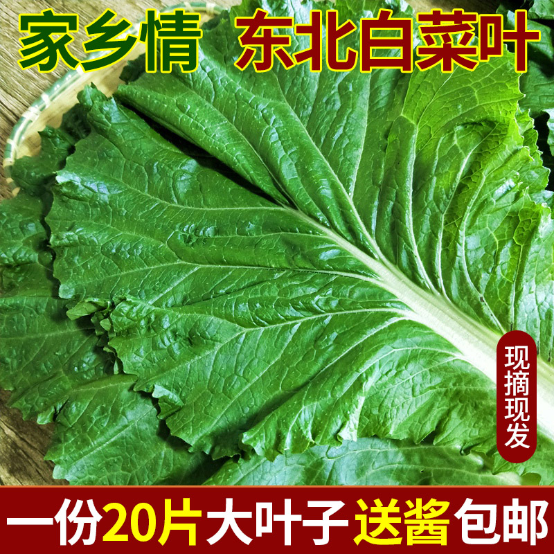 新鲜大白菜叶 东北农家蔬菜包饭包白菜叶子蘸酱菜现摘现发20个叶