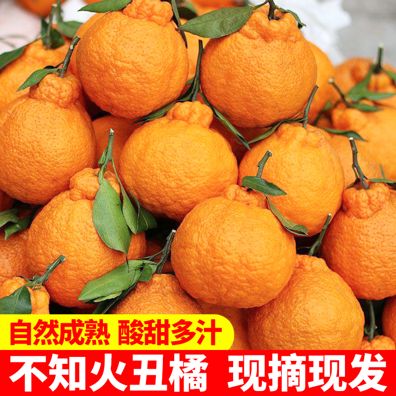 四川不知火丑橘新鲜水果当季整箱10斤装丑八怪丑柑子粑粑哭桔耙耙
