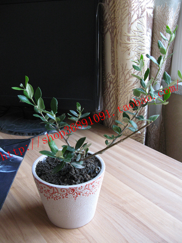 油橄榄树小盆栽1年生自然树形书桌阳台绿植庭院室内植物除甲醛