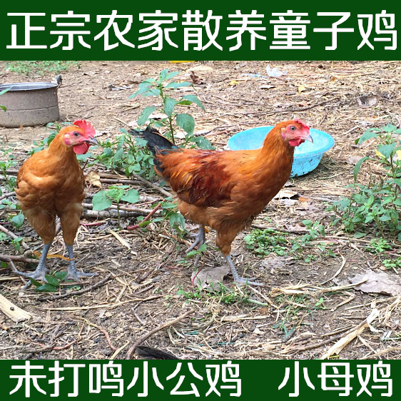 正宗苏北农家少量散养童子鸡 土鸡 未打鸣小公鸡当天现杀新鲜鸡肉