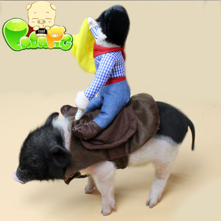 毕加猪精品超搞笑宠物小香猪骑马衣服猪猪服饰小香猪变身服装包邮