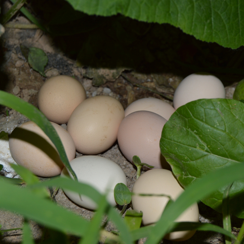 正宗苏北农家少量散养土鸡蛋 新鲜鸡蛋 一盒20枚