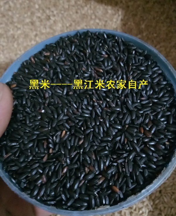 黑米黑香米农家黑米五谷杂粮黑米粥放心粮旱地种植黑大米500g
