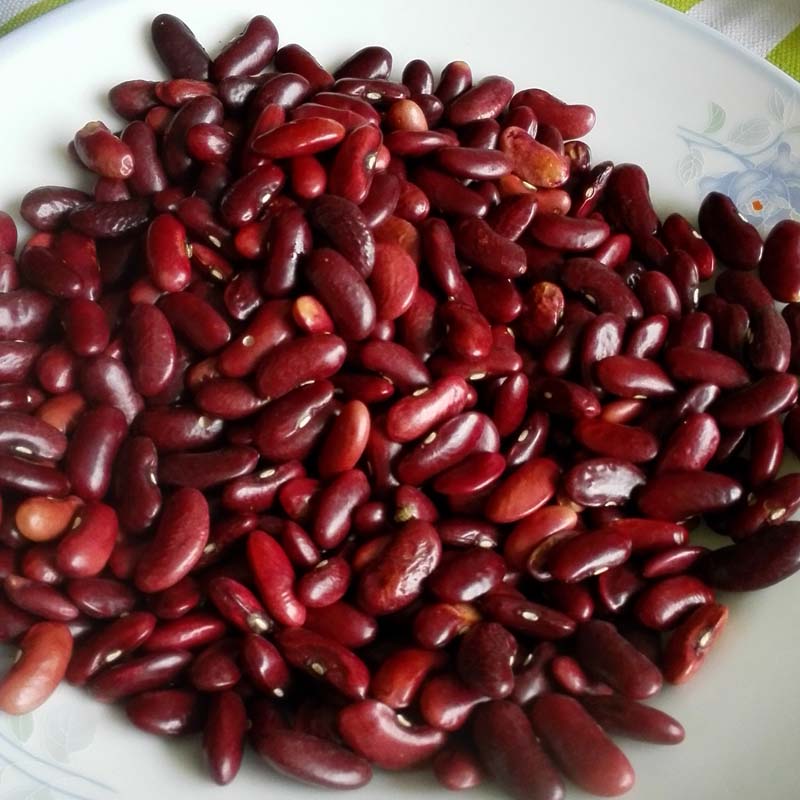 务德红豆农家种植云南宣威特产大红芸豆生态镇食品粗粮绿色健康
